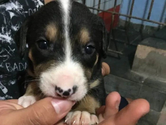 Cachorro ra a Vira lata  idade Abaixo de 2 meses nome Filhote