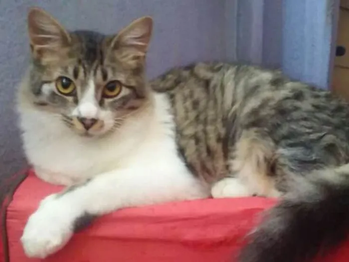 Gato raça srd idade 7 a 11 meses nome Sininho