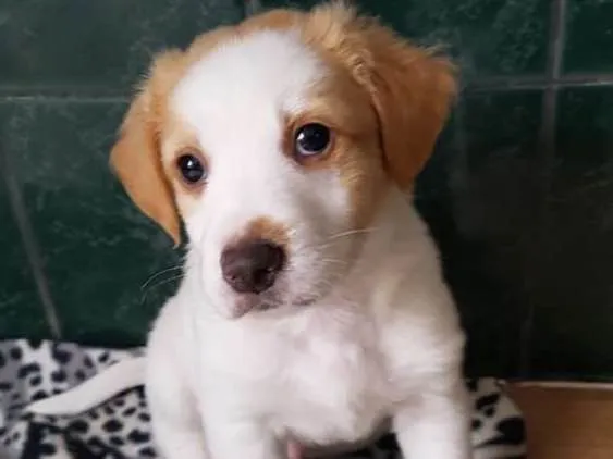 Cachorro ra a SRD idade Abaixo de 2 meses nome Lindos filhotinhos