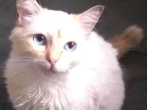 Gato raça Não definida idade 2 a 6 meses nome Não definido
