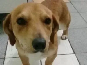Cachorro raça dachshud idade 2 a 6 meses nome charlotte