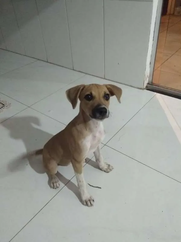 Cachorro ra a vira lata idade 2 a 6 meses nome Mel