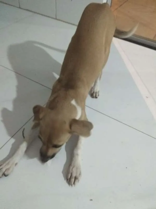 Cachorro ra a vira lata idade 2 a 6 meses nome Mel