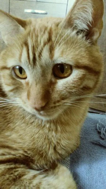 Gato ra a  idade 7 a 11 meses nome Jones