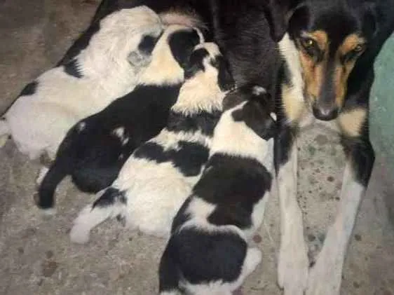 Cachorro raça SRD idade 2 a 6 meses nome Sem nome
