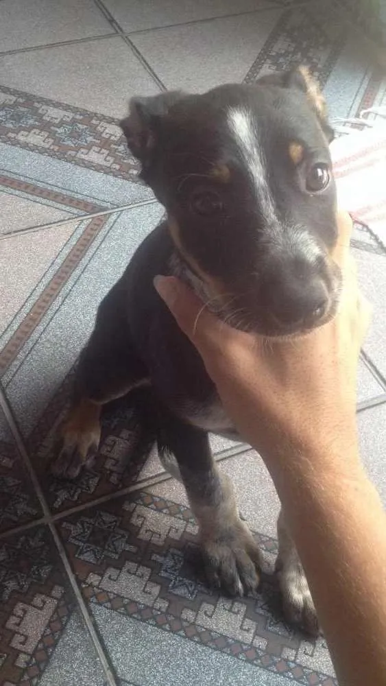 Cachorro ra a Indefinida  idade 2 a 6 meses nome Ainda não tem 