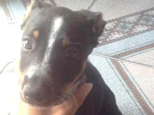 Cachorro raça Indefinida  idade 2 a 6 meses nome Ainda não tem 