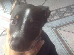 Cachorro raça Indefinida  idade 2 a 6 meses nome Ainda não tem 