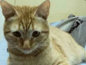 Gato raça  idade 7 a 11 meses nome Jones