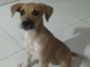 Cachorro raça vira lata idade 2 a 6 meses nome Mel