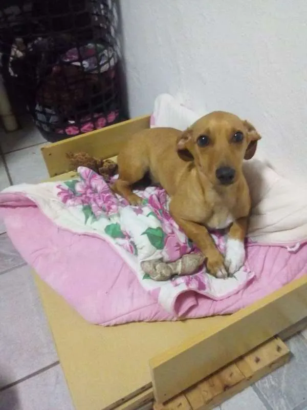Cachorro ra a viralata idade 2 a 6 meses nome Toby
