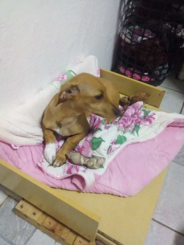 Cachorro ra a viralata idade 2 a 6 meses nome Toby