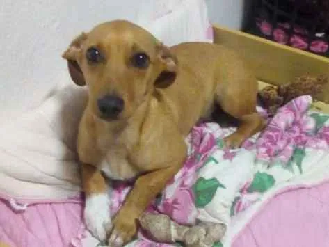 Cachorro ra a viralata idade 2 a 6 meses nome Toby