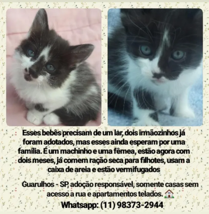Gato ra a Sem raça definida idade 2 a 6 meses nome Sem nome