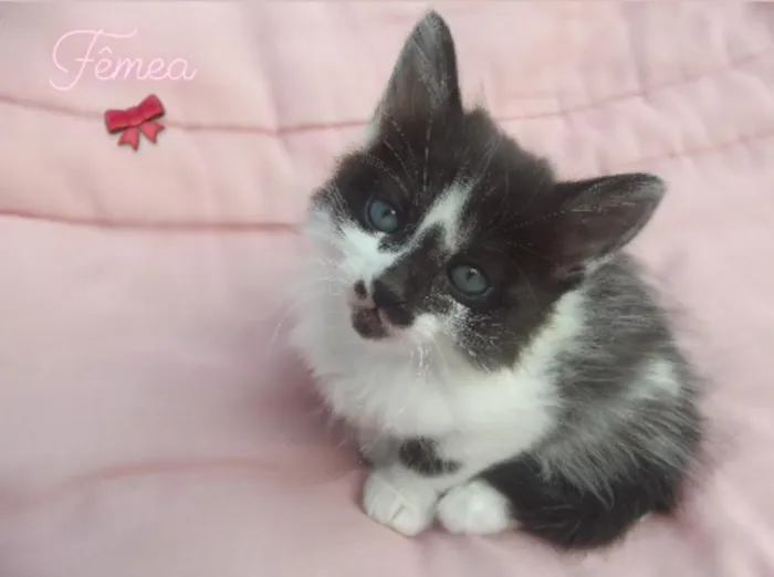 Gato ra a Sem raça definida idade 2 a 6 meses nome Sem nome
