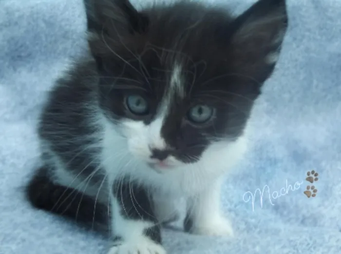 Gato ra a Sem raça definida idade 2 a 6 meses nome Sem nome