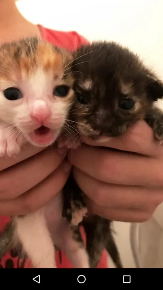 Gato raça Vira Lata idade Abaixo de 2 meses nome Filhotes