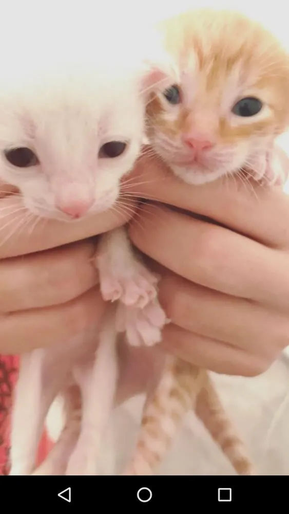 Gato raça Vira Lata idade Abaixo de 2 meses nome Filhotes