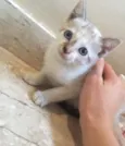 Bela