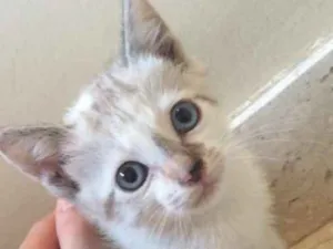 Gato raça srd idade Abaixo de 2 meses nome Bela