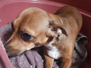 Cachorro raça Vira-lata idade 7 a 11 meses nome Jade