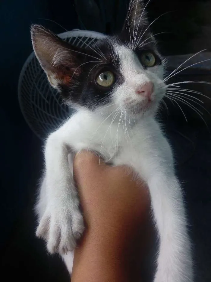 Gato raça Srd idade 2 a 6 meses nome Fred