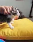 pepeu