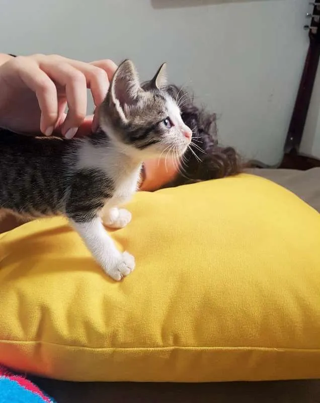 Gato ra a srd idade Abaixo de 2 meses nome pepeu