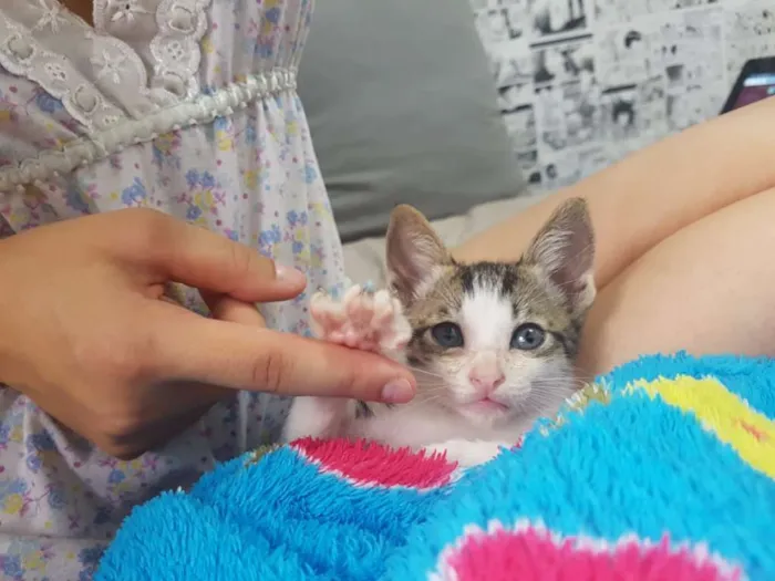 Gato ra a srd idade Abaixo de 2 meses nome pepeu