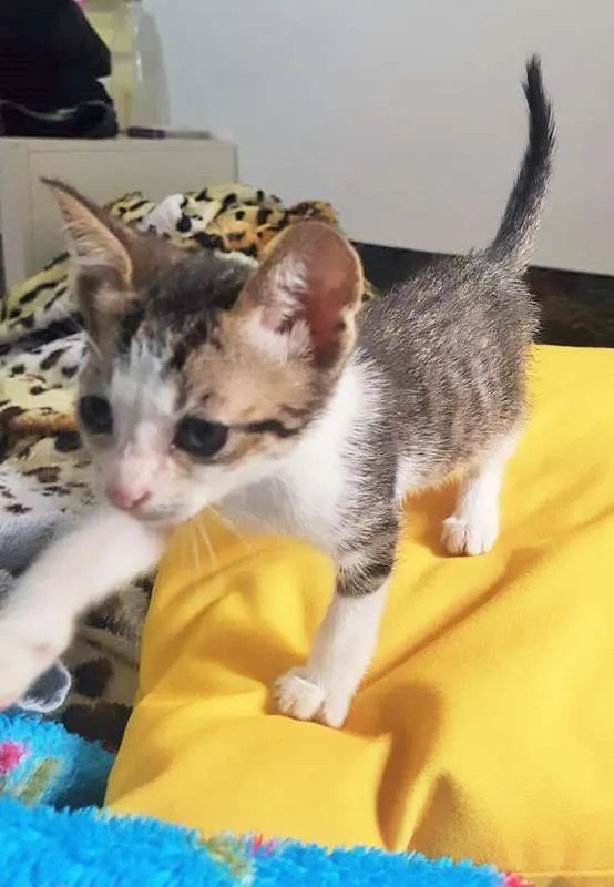 Gato ra a srd idade Abaixo de 2 meses nome pepeu