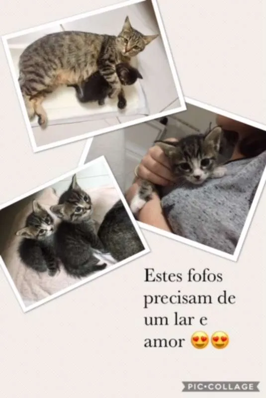 Gato ra a  idade Abaixo de 2 meses nome nao tem 