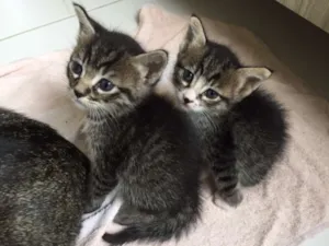 Gato raça  idade Abaixo de 2 meses nome nao tem 