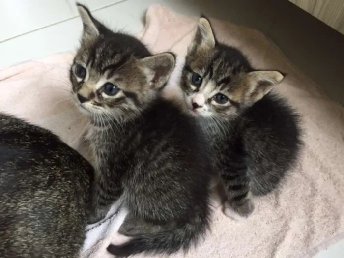 Gato ra a  idade Abaixo de 2 meses nome nao tem 