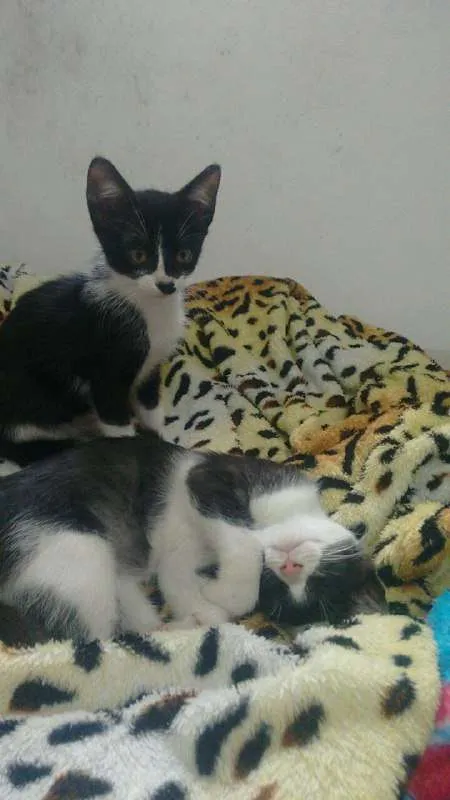 Gato ra a SRD idade 2 a 6 meses nome frajola