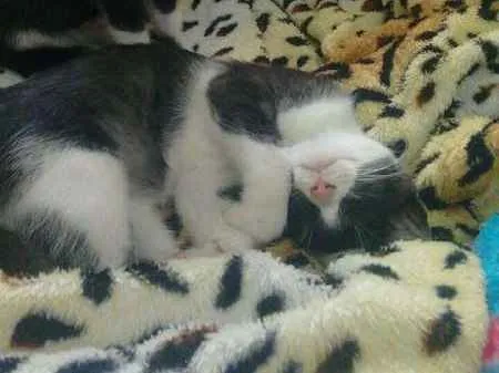 Gato ra a SRD idade 2 a 6 meses nome frajola
