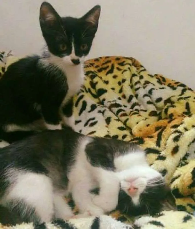 Gato ra a SRD idade 2 a 6 meses nome frajola