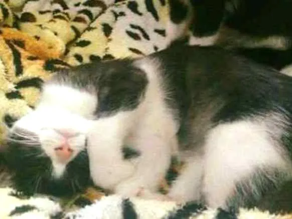 Gato ra a SRD idade 2 a 6 meses nome frajola