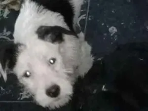 Cachorro raça viralata idade 2 a 6 meses nome sem nome