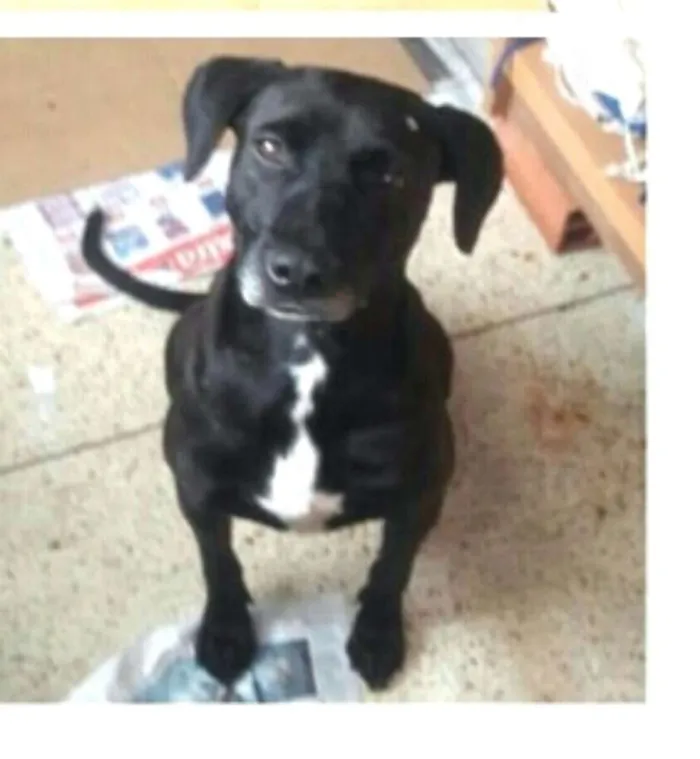 Cachorro ra a  idade 2 anos nome Vitória 