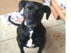 Cachorro raça  idade 2 anos nome Vitória 