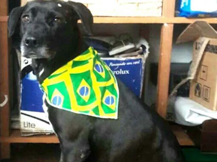 Cachorro ra a  idade 2 anos nome Vitória 