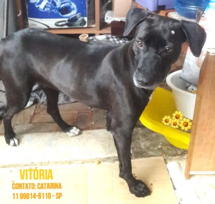 Cachorro ra a  idade 2 anos nome Vitória 