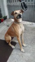 Catarina