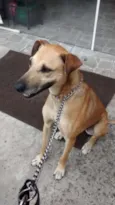 Catarina