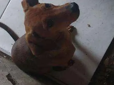 Cachorro ra a Pintch com viralata idade 7 a 11 meses nome Amora