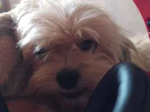 Cachorro raça  idade 2 anos nome Meg