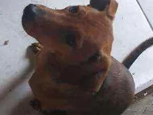 Cachorro raça Pintch com viralata idade 7 a 11 meses nome Amora