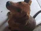 Cachorro raça Pintch com viralata idade 7 a 11 meses nome Amora