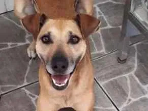 Cachorro raça SRD idade 2 anos nome Catarina