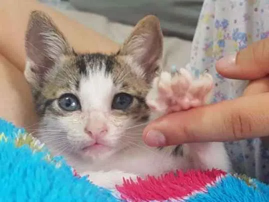 Gato ra a srd idade Abaixo de 2 meses nome pepeu